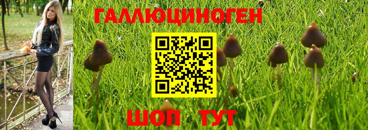 Галлюциногенные грибы Psilocybine cubensis Менделеевск